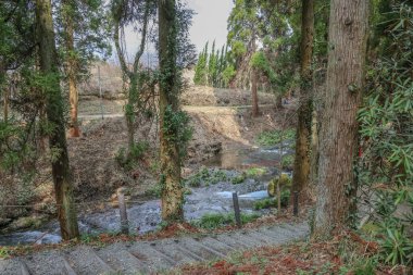 Huzurlu bir orman yolu, ortasından akan bir dereye doğru iniyor.