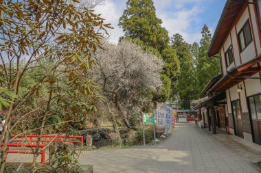 Idyllic Japon köyü manzarası bir patika, kiraz çiçekleri sergiliyor,