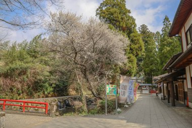 Idyllic Japon köyü manzarası bir patika, kiraz çiçekleri sergiliyor,