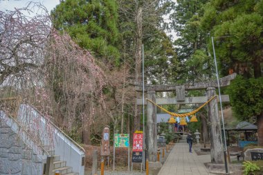 Tarihi bir Torii kapısı ve kiraz çiçeklerinin yer aldığı huzurlu bir ortam.