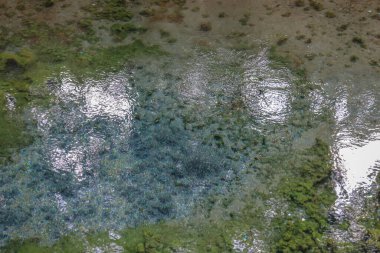 Huzurlu doğal ortam, temiz bir orman göletini gösteriyor.