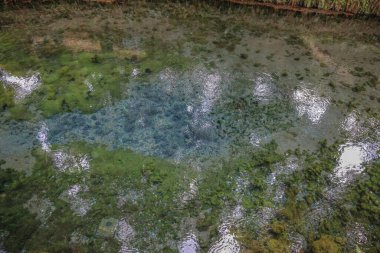 Huzurlu doğal ortam, temiz bir orman göletini gösteriyor.