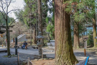 Geleneksel taş fener içeren sakin Japon bahçesi