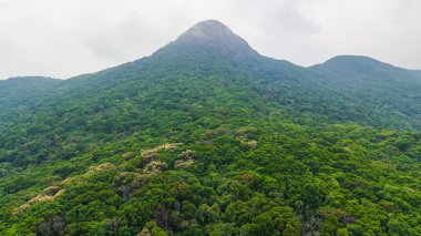 Bulutların altında sislerle kaplı bir dağ zirvesi olan yemyeşil bir orman manzarası