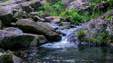 Bereketli yeşilliklerle çevrili akan bir derenin olduğu sakin bir orman sahnesi
