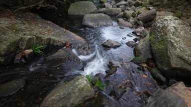 Bereketli yeşilliklerle çevrili akan bir derenin olduğu sakin bir orman sahnesi