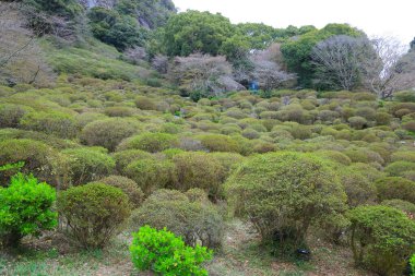 Çalılar, ormanlık ağaçlarla çevrili araziyi kaplıyor ve dingin bir ortam yaratıyor.