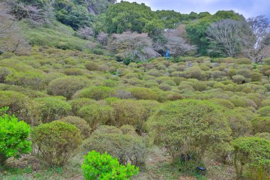 Çalılar, ormanlık ağaçlarla çevrili araziyi kaplıyor ve dingin bir ortam yaratıyor.