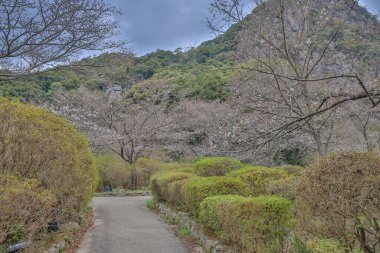 Bereketli yeşilliklerle çevrili kayalık bir yamacın manzarası