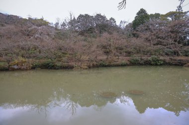 Ağaç dallarıyla çevrili bir gölet, sakin bir açık havayı yansıtıyor.