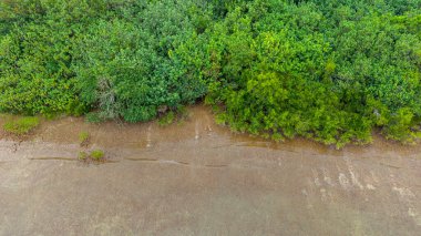 Canlı yeşil yaprakların yer aldığı manzaralı bir kıyı şeridinin kuş bakışı görüntüsü.