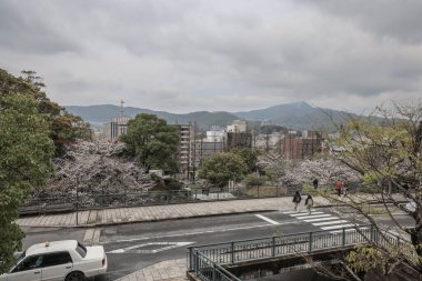 Çiçek açan kiraz ağaçları ve yakınlarda bir şehir parkı