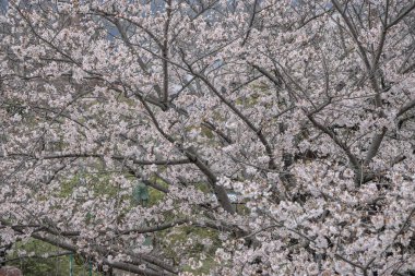Şehir parkında çiçek açmış bir kiraz ağacı.,
