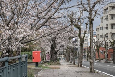 Çiçek açmış kiraz ağaçlarıyla dolu bir patikanın yer aldığı şehir manzarası.