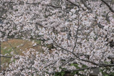 Şehir parkında çiçek açmış bir kiraz ağacı.,