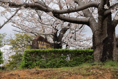 Çiçek açan kiraz ağaçlarıyla dolu yemyeşil bir park taştan bir anıtın etrafını sarıyor.,