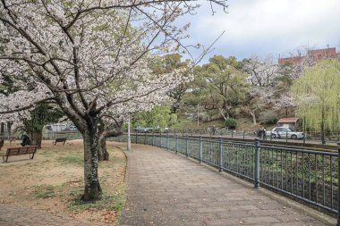28 Mart 2025 Kiraz Çiçeği dalları tarihi bir bina çevreledi.
