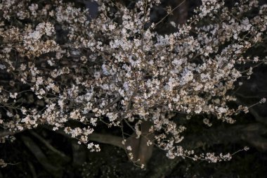 Büyüleyici beyaz çiçekler karanlıkta parlıyor.,