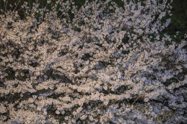 Büyüleyici beyaz çiçekler karanlıkta parlıyor.,