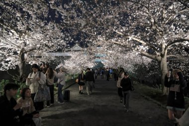Kiraz ağaçları gece gökyüzüne karşı güzelce aydınlatılır.,