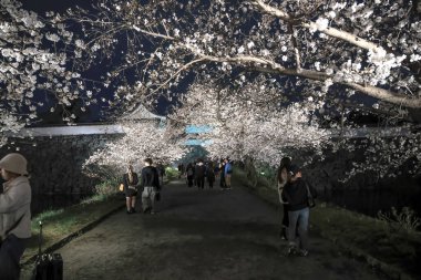 Kiraz ağaçları gece gökyüzüne karşı güzelce aydınlatılır.,