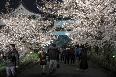 Kiraz ağaçları gece gökyüzüne karşı güzelce aydınlatılır.,
