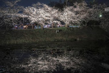 Kiraz ağaçları gece gökyüzüne karşı güzelce aydınlatılır.,