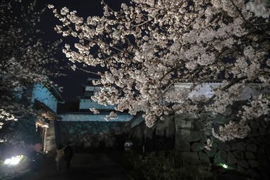 Narin kiraz çiçekleri gece gökyüzüne karşı aydınlandı.,