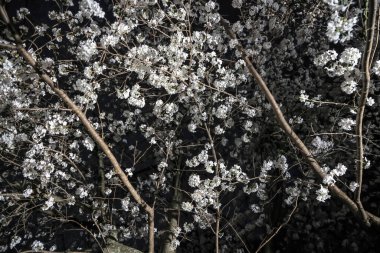 Büyüleyici beyaz çiçekler karanlıkta parlıyor.,