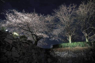 Büyüleyici beyaz çiçekler karanlıkta parlıyor.,