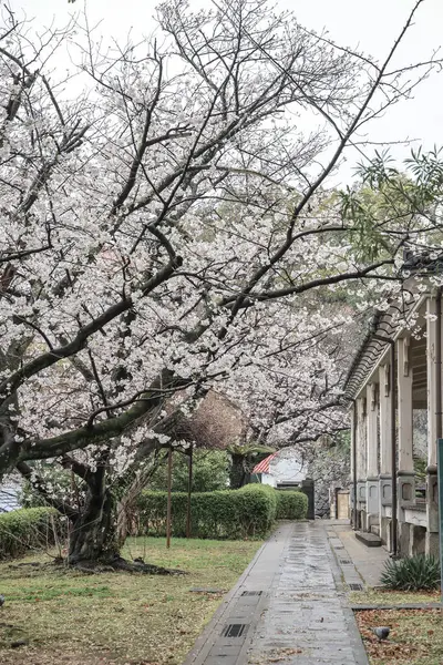 Çiçek açan kiraz çiçeklerinin resimli bir sahnesi