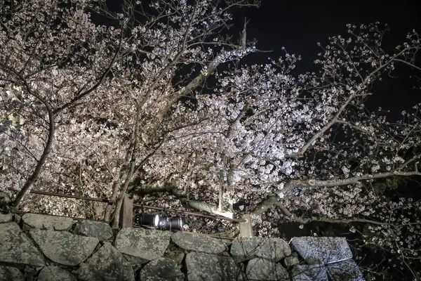 Büyüleyici beyaz çiçekler karanlıkta parlıyor.,