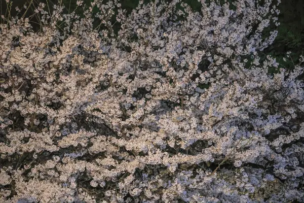 Büyüleyici beyaz çiçekler karanlıkta parlıyor.,