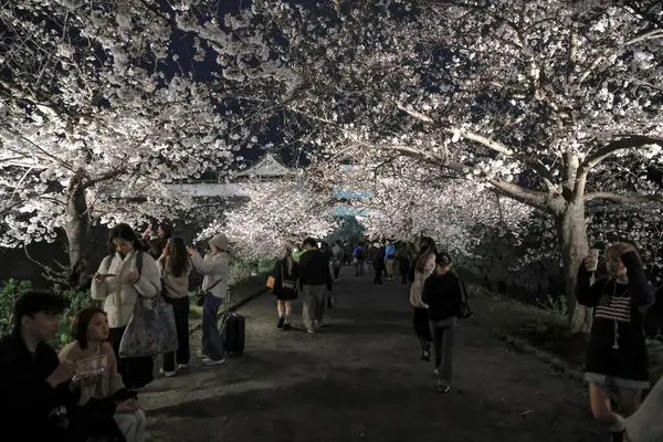 Kiraz ağaçları gece gökyüzüne karşı güzelce aydınlatılır.,