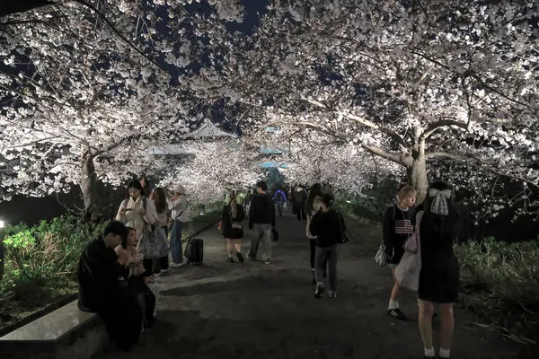 Kiraz ağaçları gece gökyüzüne karşı güzelce aydınlatılır.,