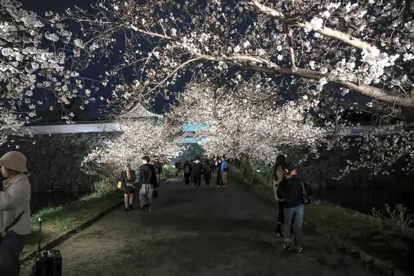 Kiraz ağaçları gece gökyüzüne karşı güzelce aydınlatılır.,