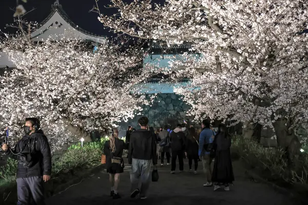 Kiraz ağaçları gece gökyüzüne karşı güzelce aydınlatılır.,