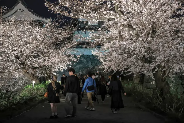 Kiraz ağaçları gece gökyüzüne karşı güzelce aydınlatılır.,