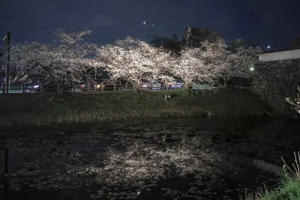 Kiraz ağaçları gece gökyüzüne karşı güzelce aydınlatılır.,