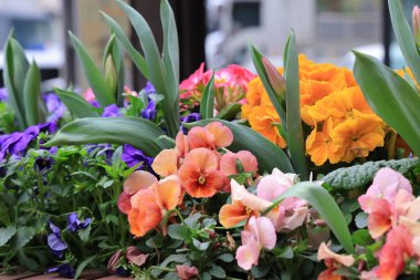 Pek çok canlı renkte bahar çiçekleri, hanım evlatları dahil.