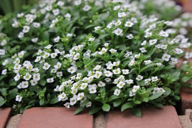 Bereketli yeşil yapraklar, yanında yetişen narin beyaz çiçeklerle süslenmiş.