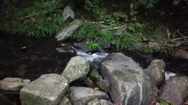 Küçük Hawaii Nehri boyunca Doğa Yolu, Hong Kong, 1 Mayıs 2025  