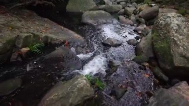 Küçük Hawaii Nehri boyunca Doğa Yolu, Hong Kong, 1 Mayıs 2025  