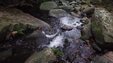 Küçük Hawaii Nehri boyunca Doğa Yolu, Hong Kong, 1 Mayıs 2025  