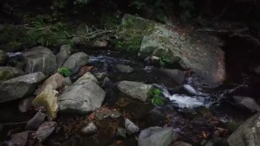 Küçük Hawaii Nehri boyunca Doğa Yolu, Hong Kong, 1 Mayıs 2025  