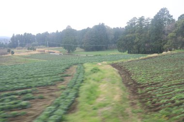 Çimenli yeşil tarlalar, yemyeşil ağaçlarla çevrili.