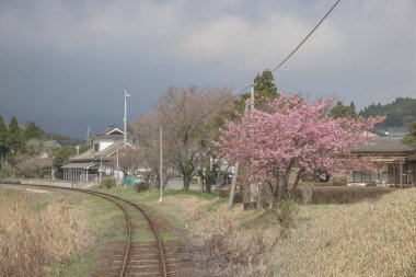 Çiçek açan ağaçlar ve büyüleyici ağaçlarla çevrili kırsal bir demiryolu manzarası.