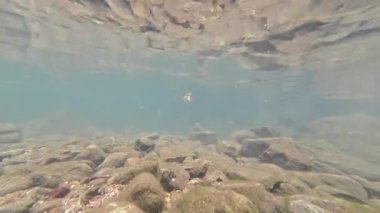 Huzurlu Siu Chik Sha Nehri 10 Mayıs 2025 Orman Akışı