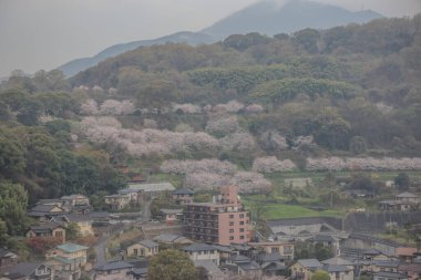Tepenin yamacında açan kiraz çiçeklerinin huzurlu görüntüsü.,
