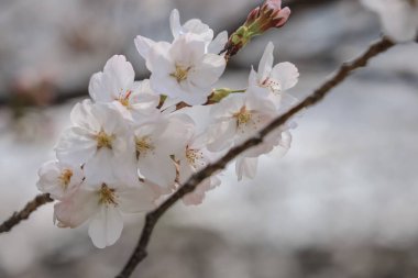 Ağaç dalında kiraz çiçekleri, narinliklerini sergiliyorlar.